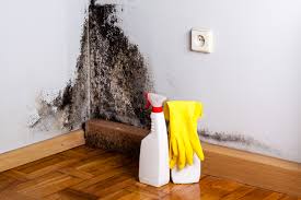 Professional Mold Removal Services in West Samoset, FL